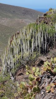 2022-04-GranCan-Agaete-Trekking_view-PM-NN-033.JPG